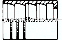 ES-Pressanschluss Hülse 4 SP (außen geschält), 58 x 70 (Da x L)